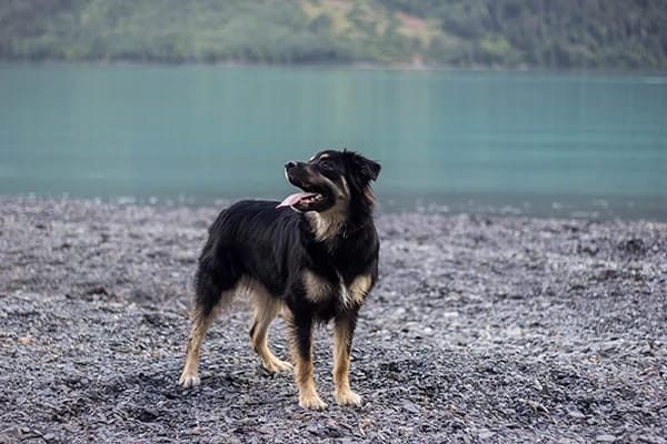 Köpeklerde Bağırsak İnkontinansı