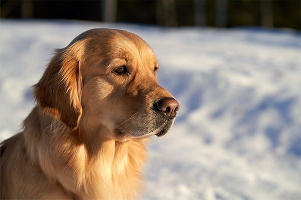 Köpeklerde Nörolojik Bozukluklar