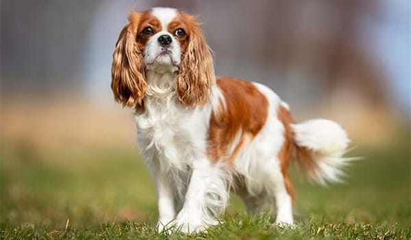 En Küçük Köpek Irkları