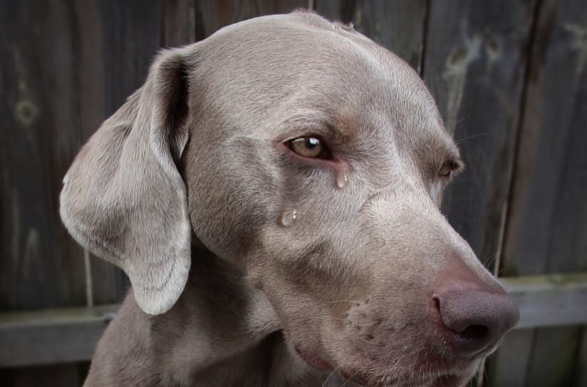 Köpekler Neden Ağlar?