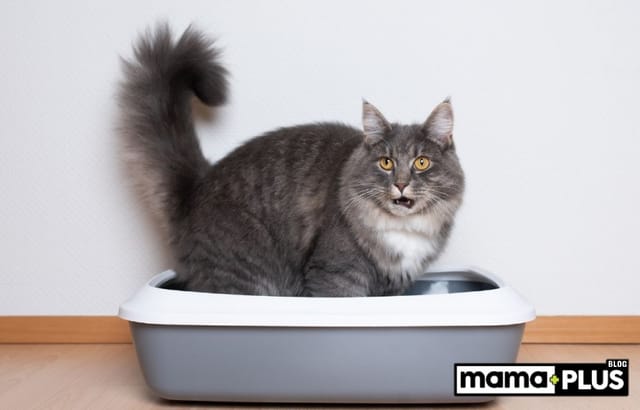 Gri Kedi Kakası: Nedenleri Nedir?