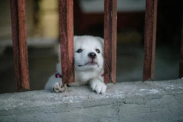 Köpeklerde Prostat Büyümesi