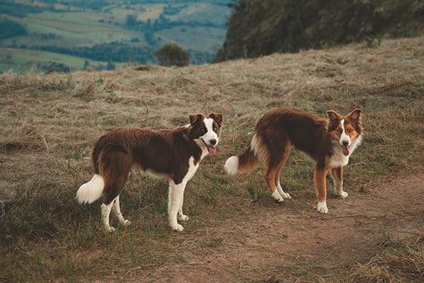 Köpek Beslenmesinde Yaş Mamanın Önemi