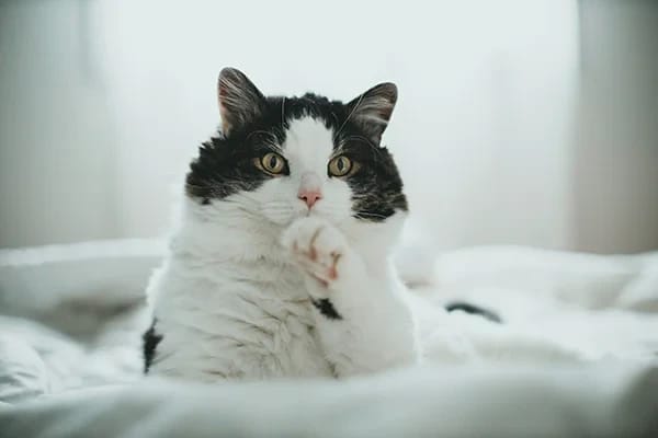 Kedilerde Konjonktivit (Kedi Pembe Gözü)