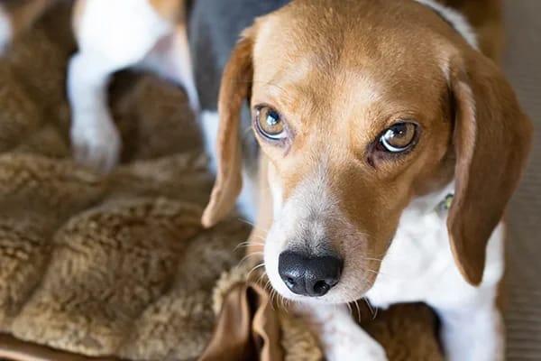 Köpeklerde Aşırı Çiş Yapma