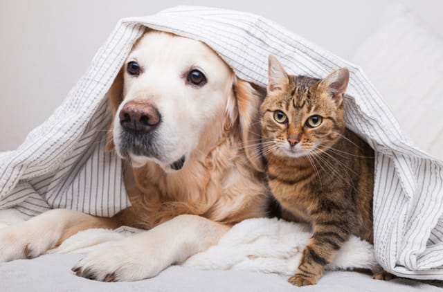Kediler ve Köpekler Neden Kusar?