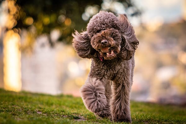 Köpeğim Neden Yemek Yemiyor ?
