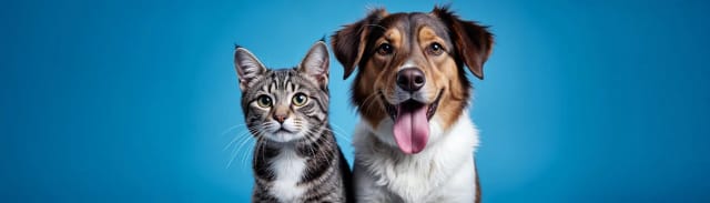 Premium Kedi ve Köpek Maması Nedir? Gerçekten Fark Yaratır mı?