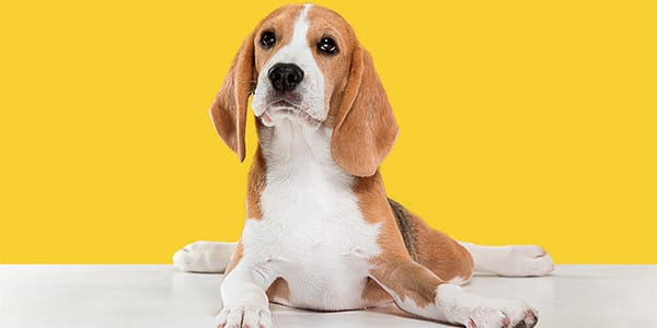 Köpeğim Domates Yiyebilir mi?