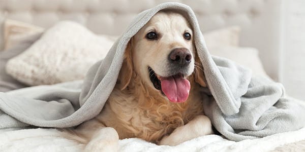 Köpeklerde Kilo Kaybı