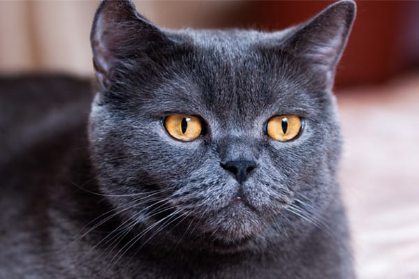 Chartreux Kedisi Özellikleri, Bakımı, Beslenmesi ve Eğitimi