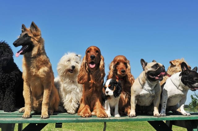 Köpek Türleri ve Cinsleri Nelerdir?
