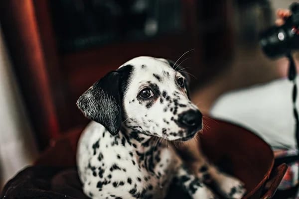 Köpeklerde Salgın Hastalıklar