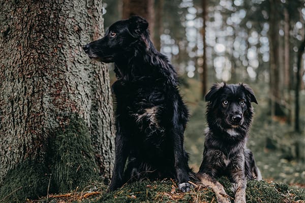 Köpekler Panik Atak Olabilir mi?