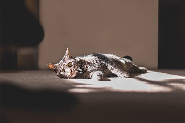 Yaz Aylarında Evcil Kedilerin Beslenmesi