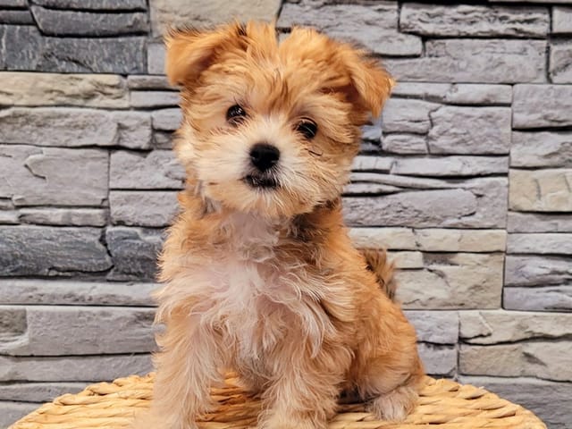 Morkie Köpek Irkı Beslenme Rehberi