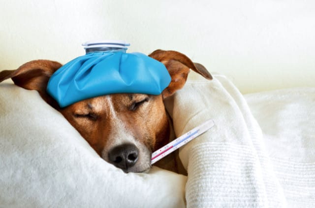 Kediler Ve Köpekler Nezle Olabilir Mi?