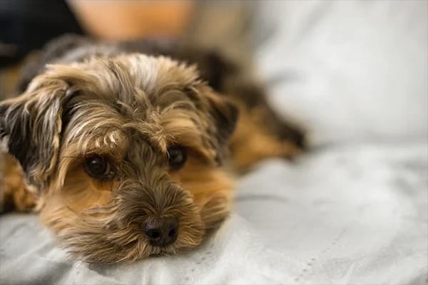 Kuru Köpek Maması