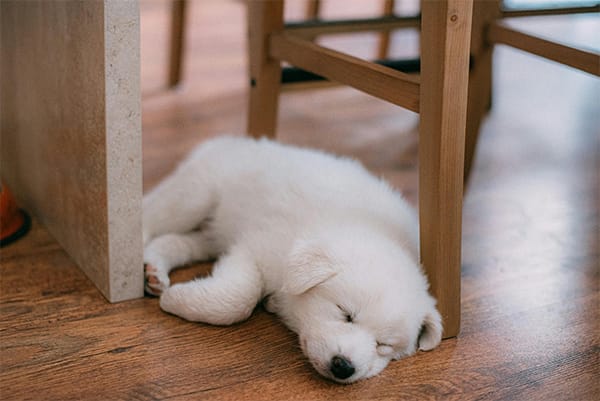 Samoyed Köpeği Özellikleri, Bakımı, Beslenmesi ve Eğitimi