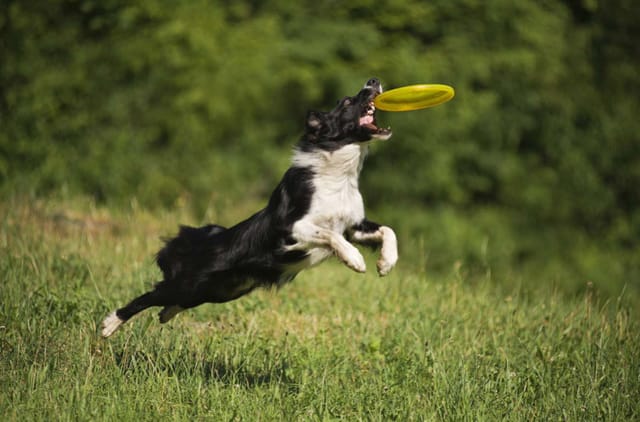 Enerjik Köpeğinizle Aktif Kalmak