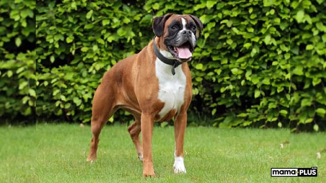 Boxer Köpek Irkı Özellikleri, Bakımı, Beslenmesi ve Eğitimi