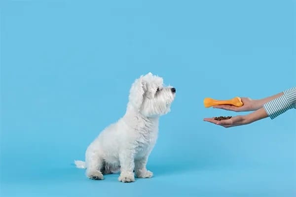 Köpekler Neden Kuyruklarını Sallar?