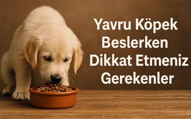 Yavru Köpek Beslerken Dikkat Etmeniz Gerekenler