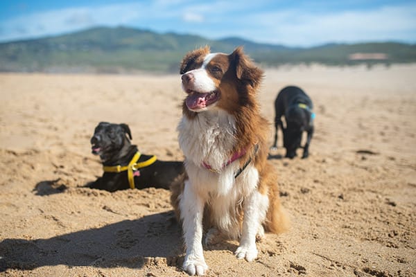 Köpeklerde Kulak Akarları Nelerdir?