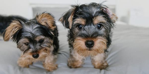 Yavru Köpeğinizin Diş Bakımı Nasıl Olmalı?
