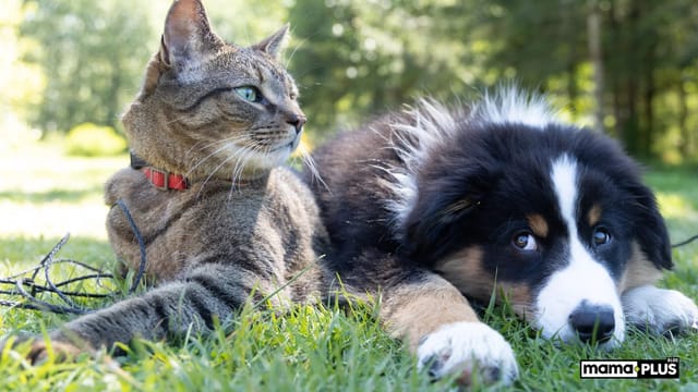 Kedilerle İyi Anlaşan Köpek Cinsleri