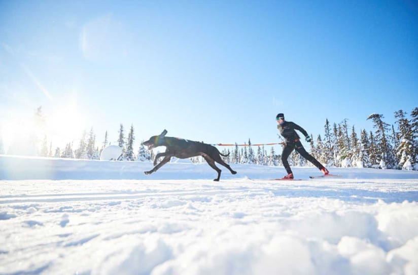 Köpek Sahipleri İçin İnsan-Köpek Sporları
