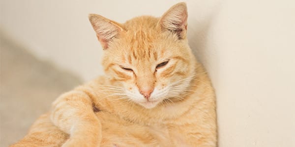 Kendini Çok Tımar Eden Kediler