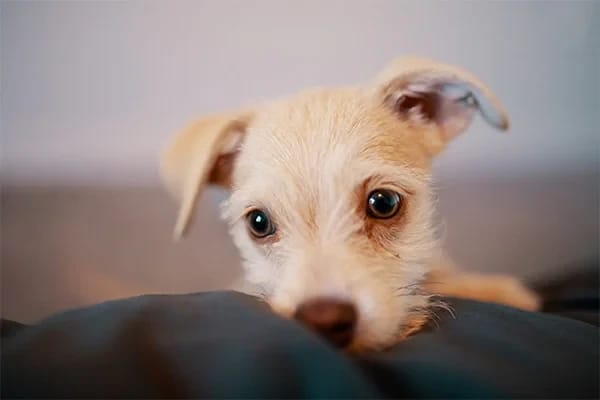 Köpeklerde Kanlı İshal Virüs (Parvo) nedir?