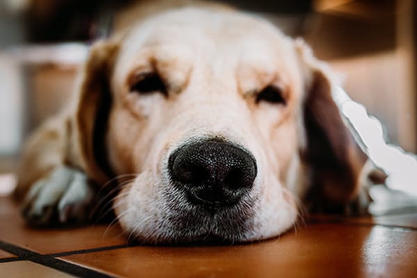 Köpeklerde Addison Hastalığı