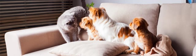 Kedi ve Köpeklerde Özelleştirilmiş Beslenmenin 5 Önemli Faydası