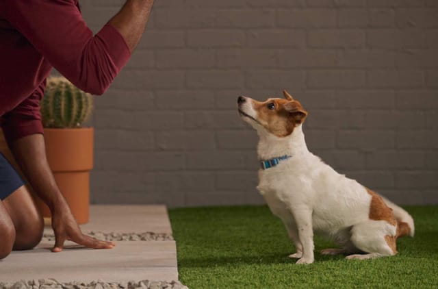 Bir Köpeğe ‘Getir’ Komutu Nasıl Öğretilir?