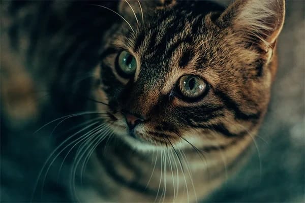 Ez Az Tüy Döken Kedi Türleri
