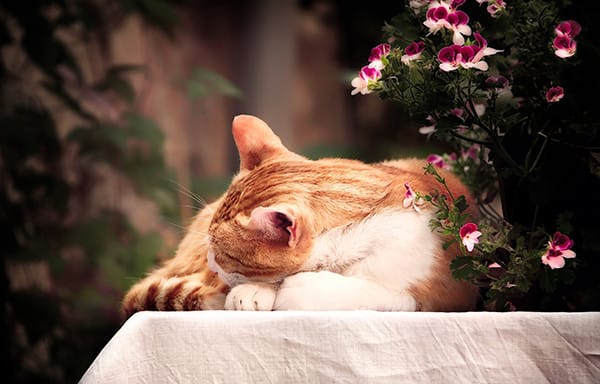En Akıllı 6 Kedi Irkı