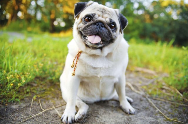 Sağlıklı Köpek Sindirimi