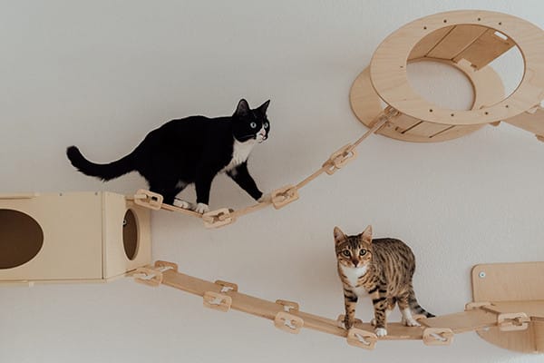 Dünyanın En Popüler 10 Kedi Irkı
