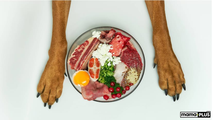Kedi ve Köpeklerde Taurin’in Önemi