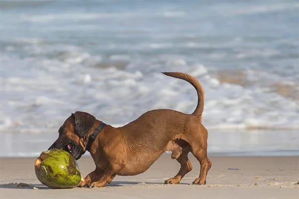 Köpeklerde Alerji Türleri ve Belirtileri