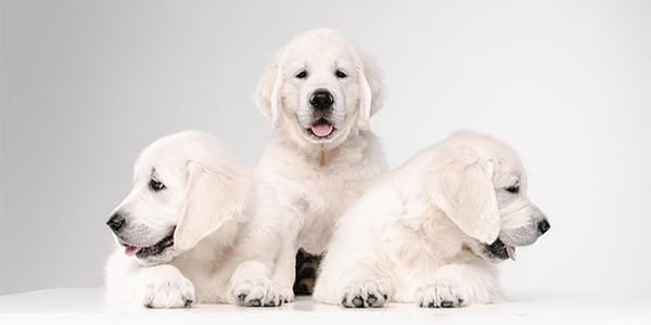 Köpekler Yulaf Ezmesi Yiyebilir mi?