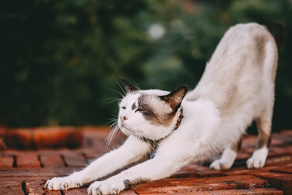 Korkmuş Bir Kedi Nasıl Sakinleştirilir ?