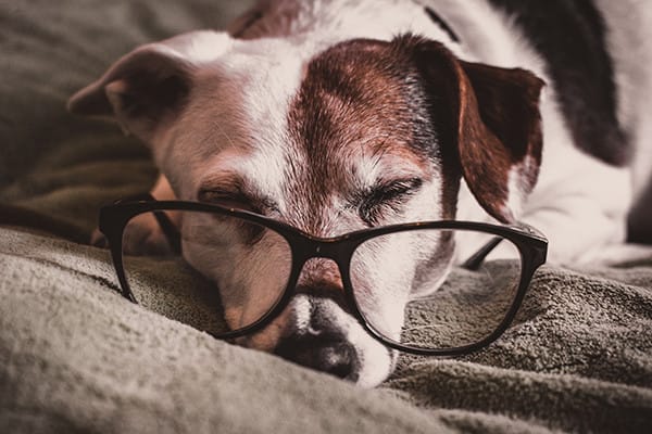 Süt Ürünleri Köpekler İçin Güvenli mi?