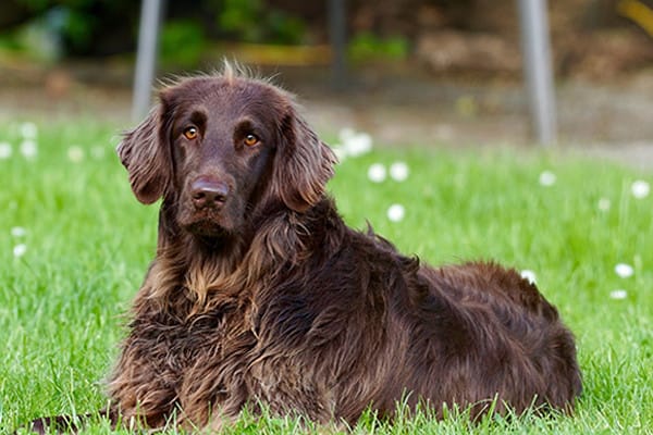 5 Yaygın Köpek Eğitimi Efsanesi