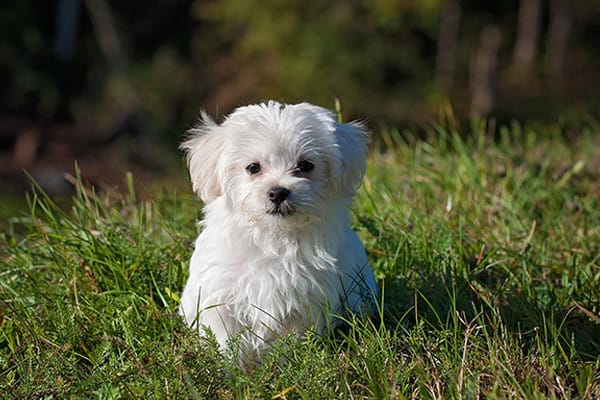 Köpekler Günde Kaç Saat Uyur?
