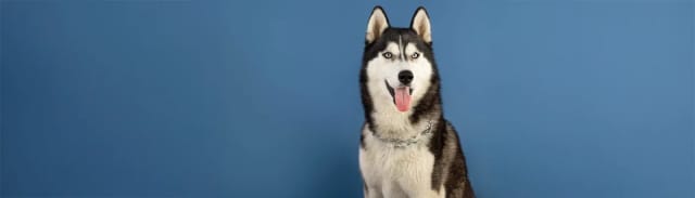 Her Köpeğin Maması Aynı Olmamalı: Prive Beslenme Yaklaşımı