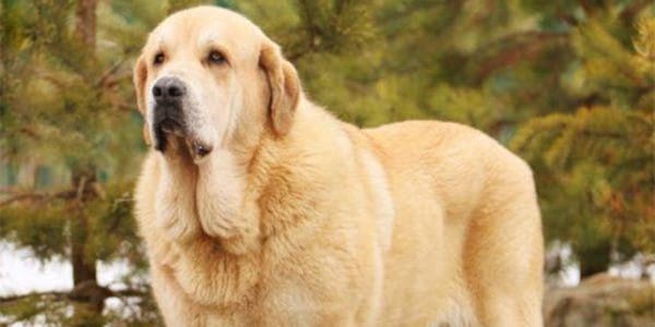 İspanyol Mastiff Köpek Irkı Özellikleri, Bakımı, Beslenmesi ve Eğitimi