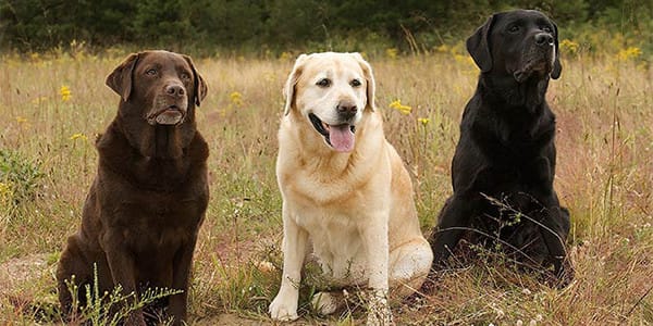 Labrador Retriever Köpek Irkı Özellikleri, Bakımı, Beslenmesi ve Eğitimi